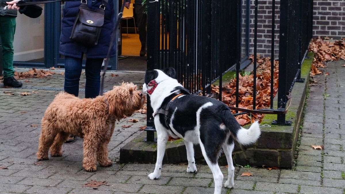 Galerie: Britové vyšli k volbám se svými psy